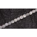 Muschel troca  round beads   / 5mm